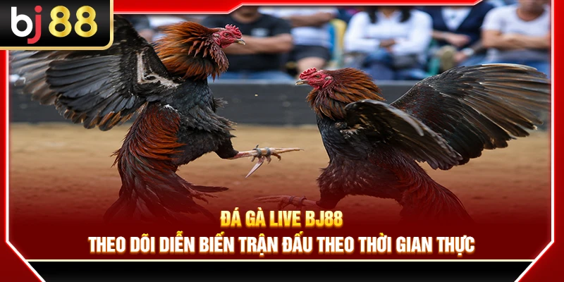 Đá Gà Live BJ88 – Theo Dõi Diễn Biến Trận Đấu Theo Thời Gian Thực