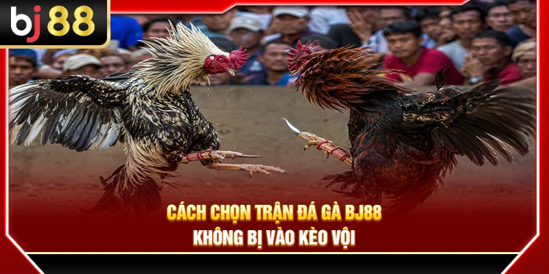 Cách Chọn Trận Đá Gà BJ88 Không Bị Vào Kèo Vội