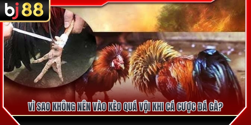Rủi ro của việc vào kèo quá sớm trong các trận đá gà trực tiếp 