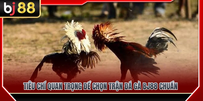 Tiêu chí then chốt giúp bạn lựa chọn trận đá gà BJ88 chuẩn xác 