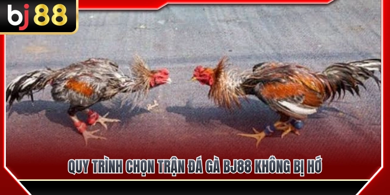 Các bước lựa chọn trận đá gà BJ88 chuẩn chỉnh 