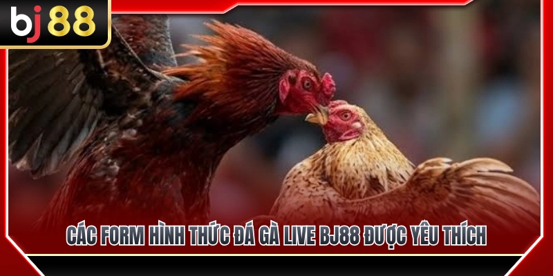 Tổng hợp hình thức đá gà live BJ88 được ưa chuộng nhất 