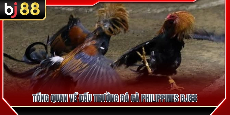 Giới thiệu tổng quan về đấu trường đá gà Philippines BJ88 