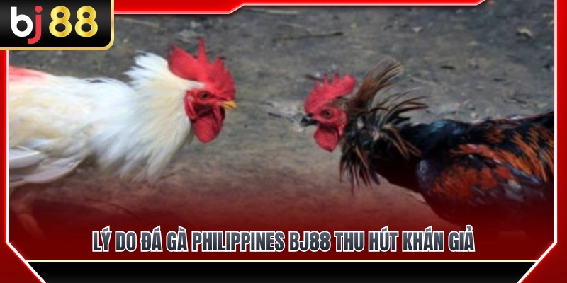 Yếu tố tạo nên sức hấp dẫn khó cưỡng của đá gà Philippines BJ88 