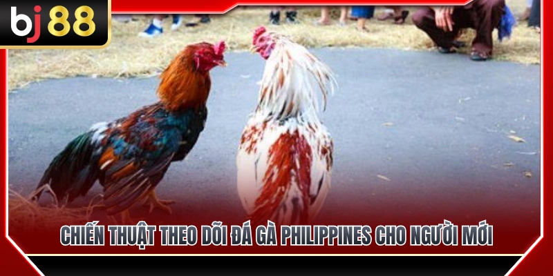 Phương pháp quan sát đá gà Philippines chuẩn xác dành cho tân thủ 