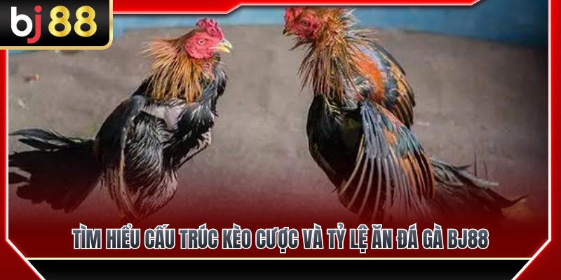 Khám phá cấu trúc bảng kèo và tỷ lệ ăn đá gà BJ88 